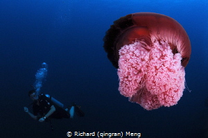 A diver and a jellyfish by Richard (qingran) Meng 